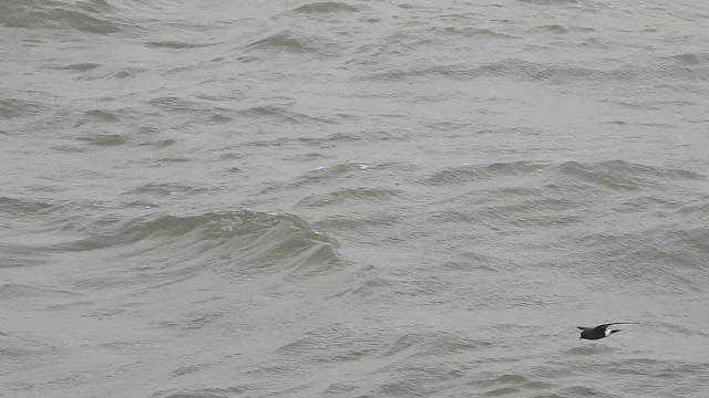 Вильсонова океанида - ML645798443