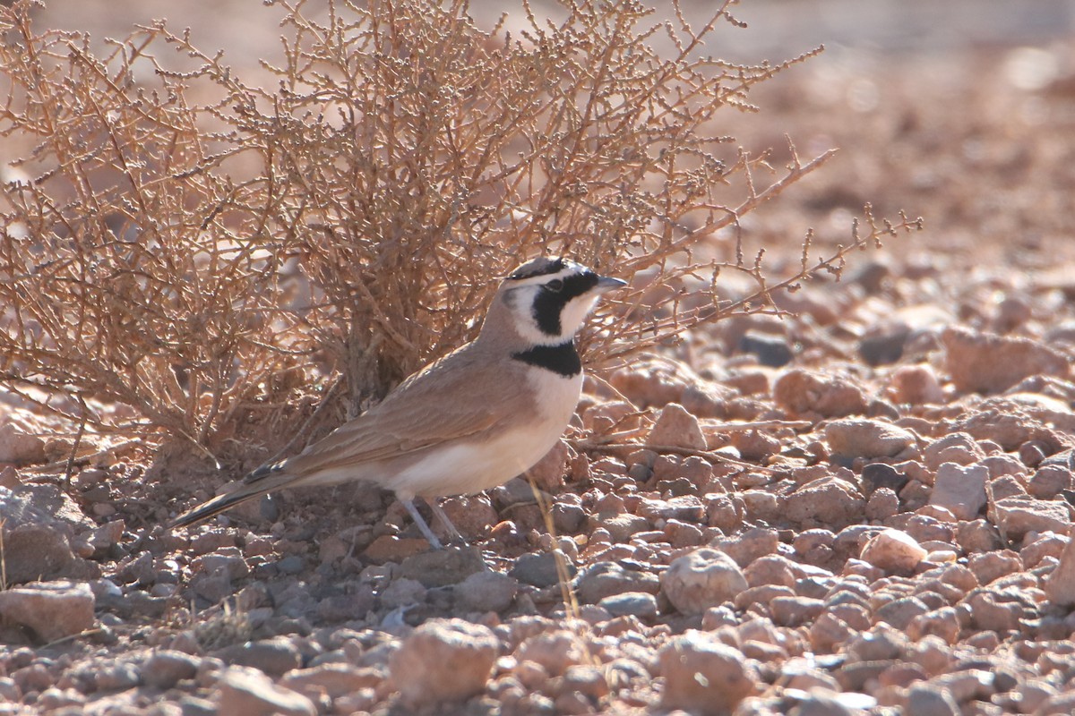 Temminck's Lark - ML645798444