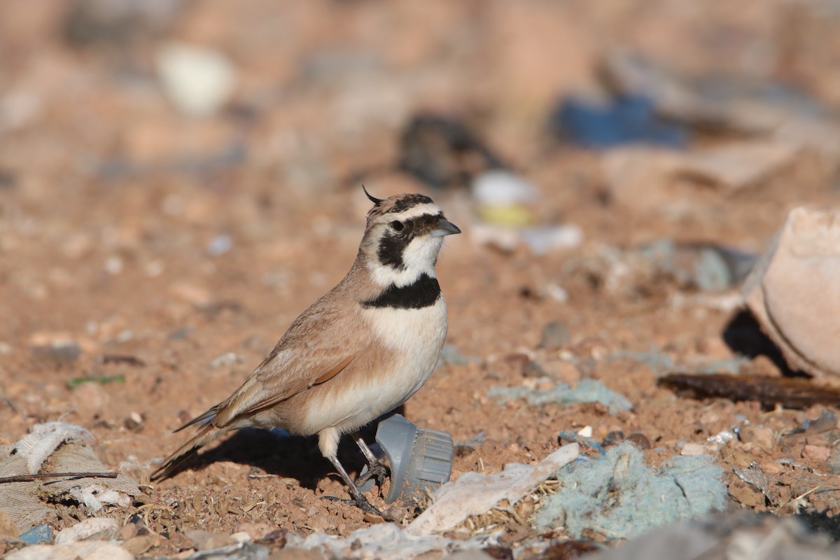 Temminck's Lark - ML645798445