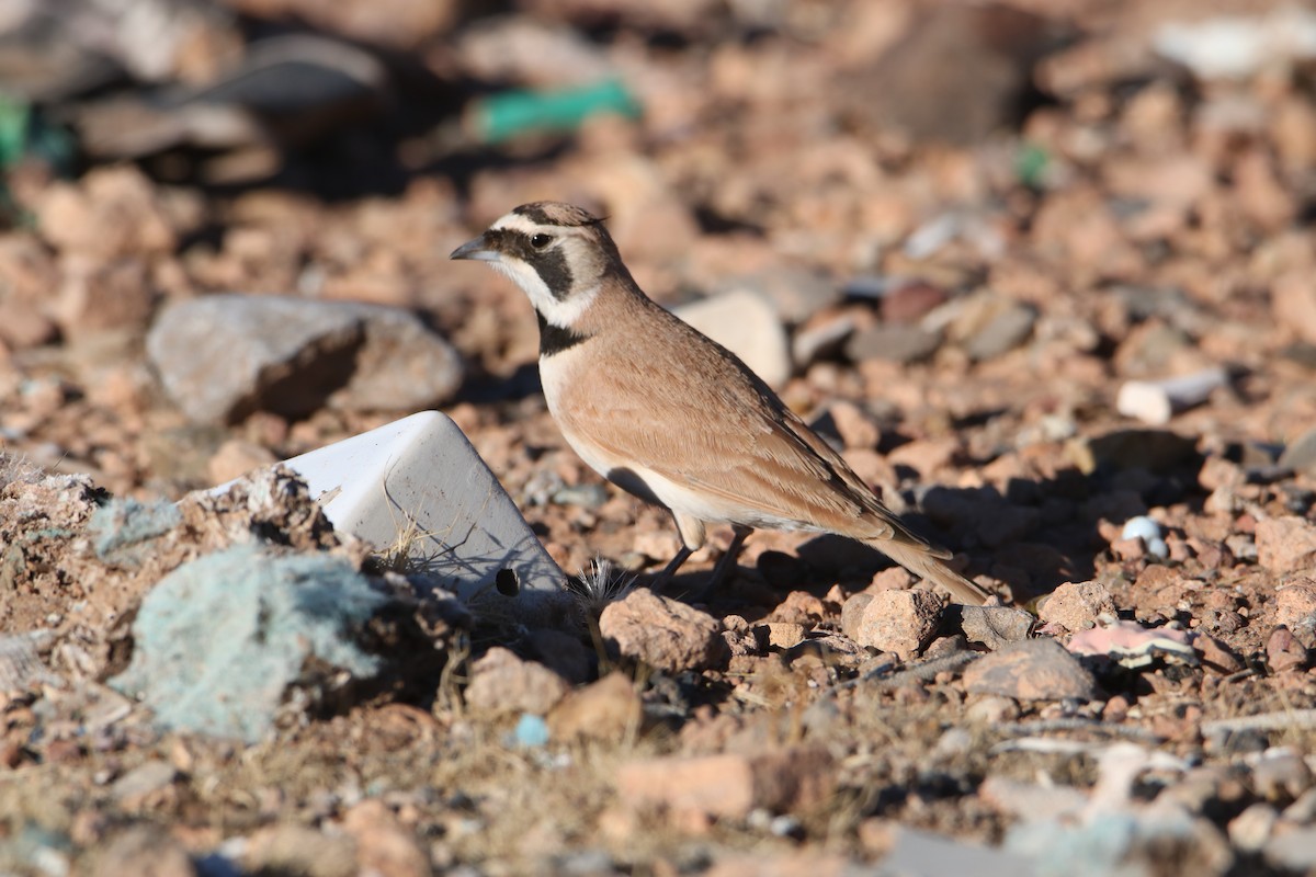 Temminck's Lark - ML645798446