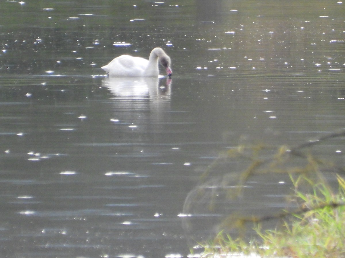 Tundra Swan (Whistling) - ML645798447