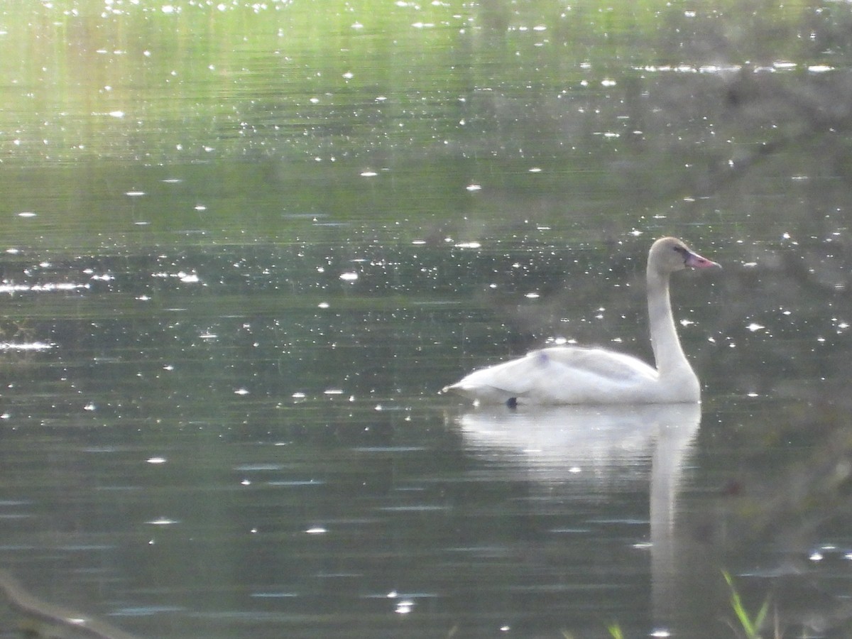 Tundra Swan (Whistling) - ML645798448
