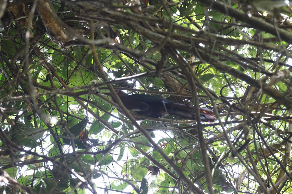Chestnut-breasted Malkoha - ML645798459