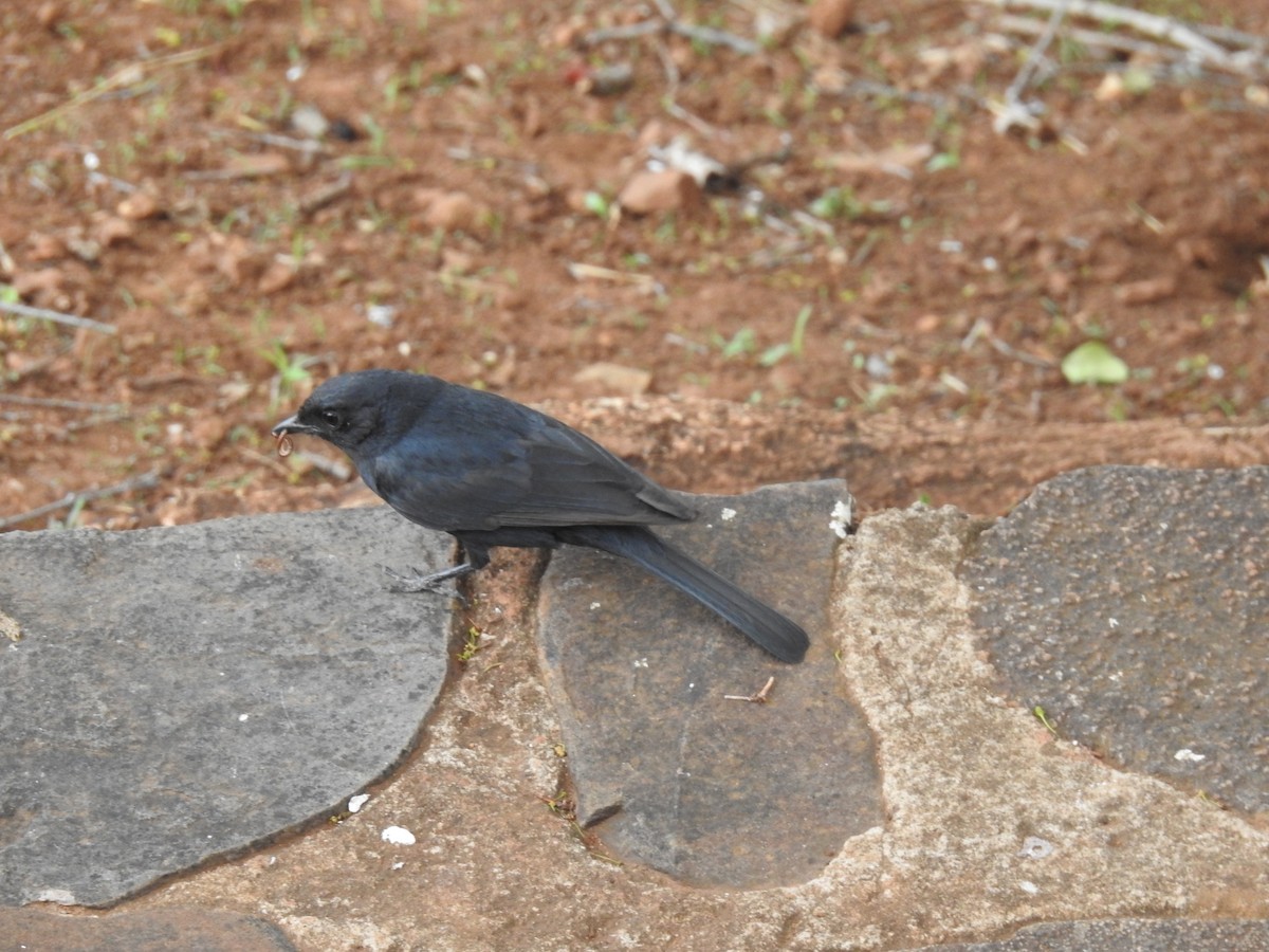 Southern Black-Flycatcher - ML645798460