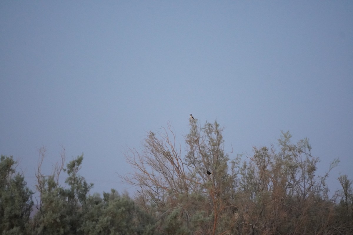 Great Gray Shrike (Sahara) - ML645798472