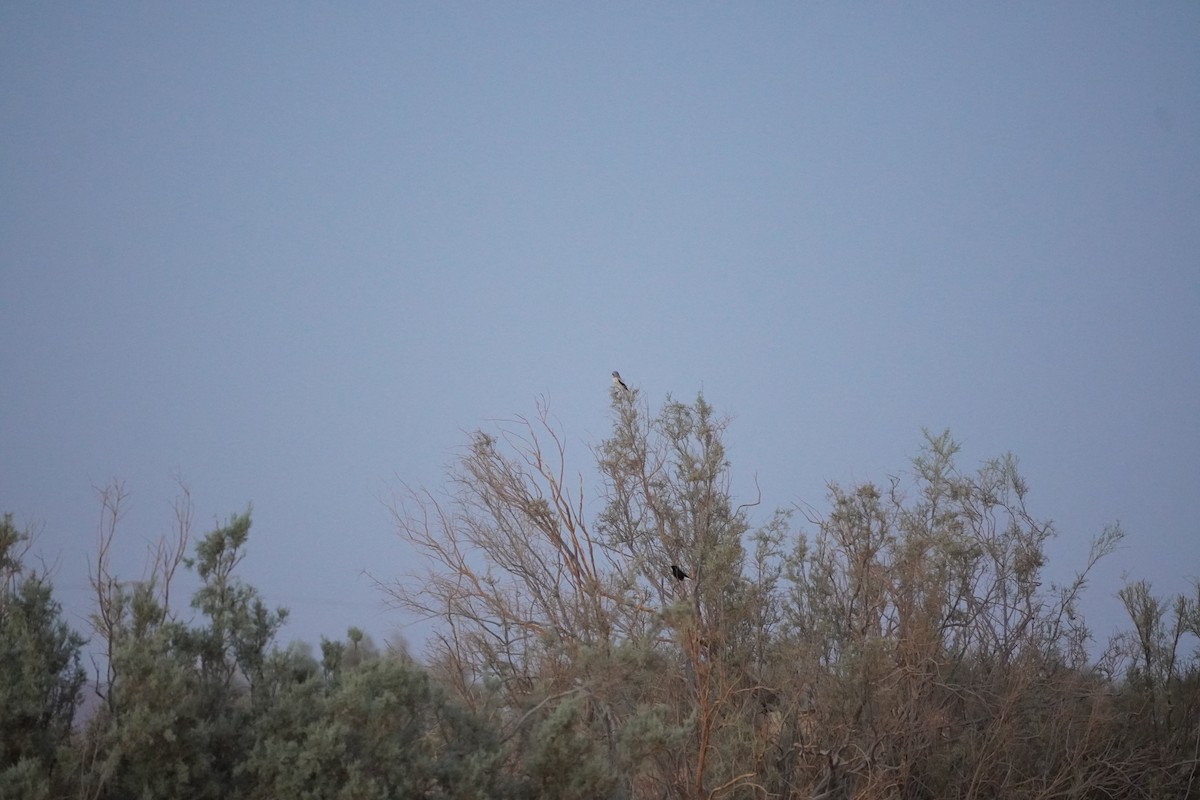 Great Gray Shrike (Sahara) - ML645798473