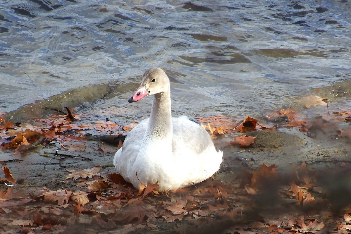 Tundra Swan - ML645798482