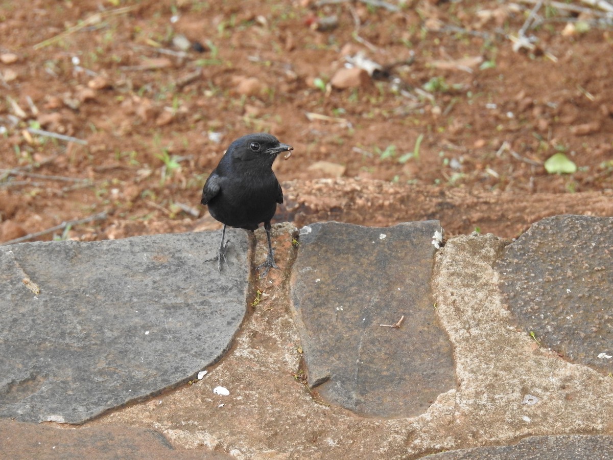Southern Black-Flycatcher - ML645798483