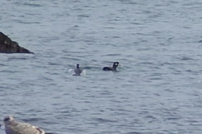 Harlequin Duck - ML645798488