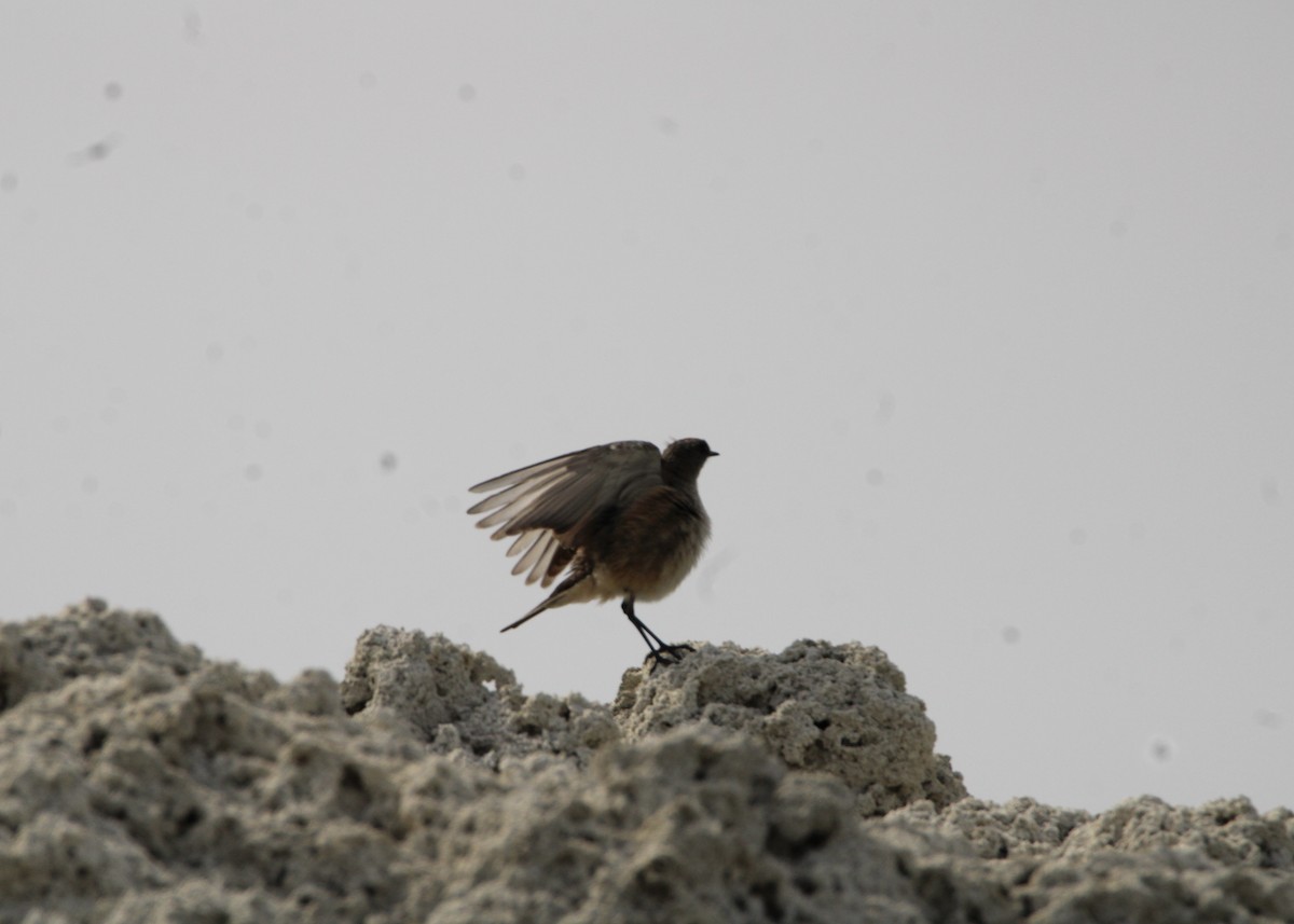 Dormilon à ventre roux - ML645798491