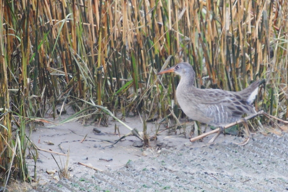 Clapper Rail - ML645798494