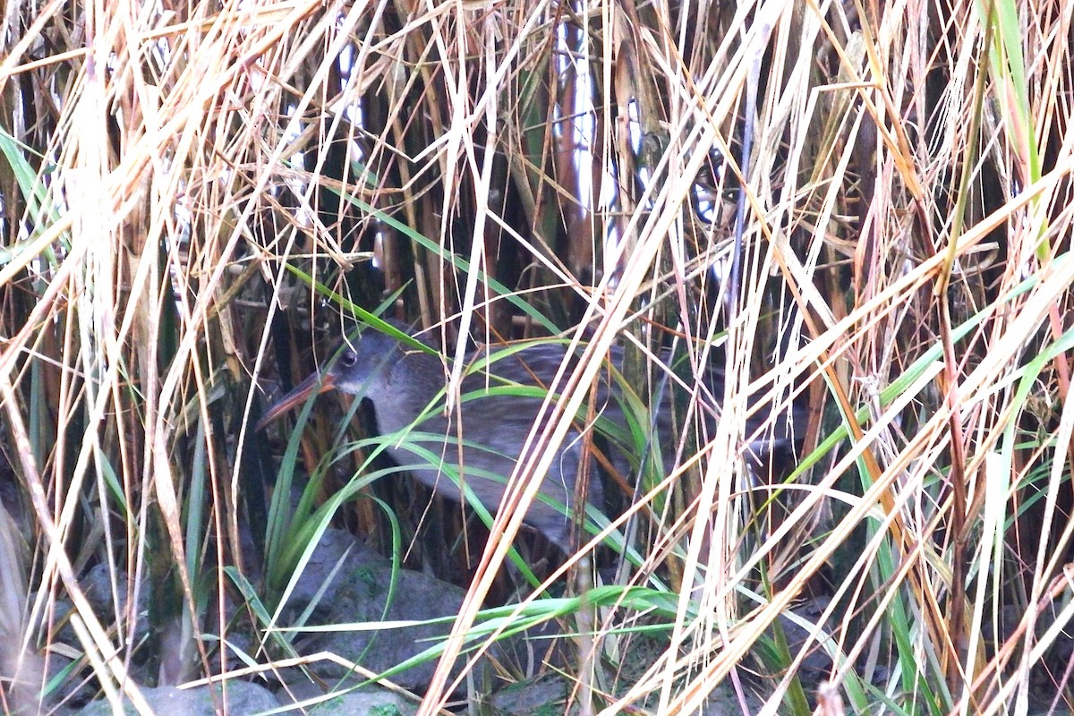 Clapper Rail - ML645798495