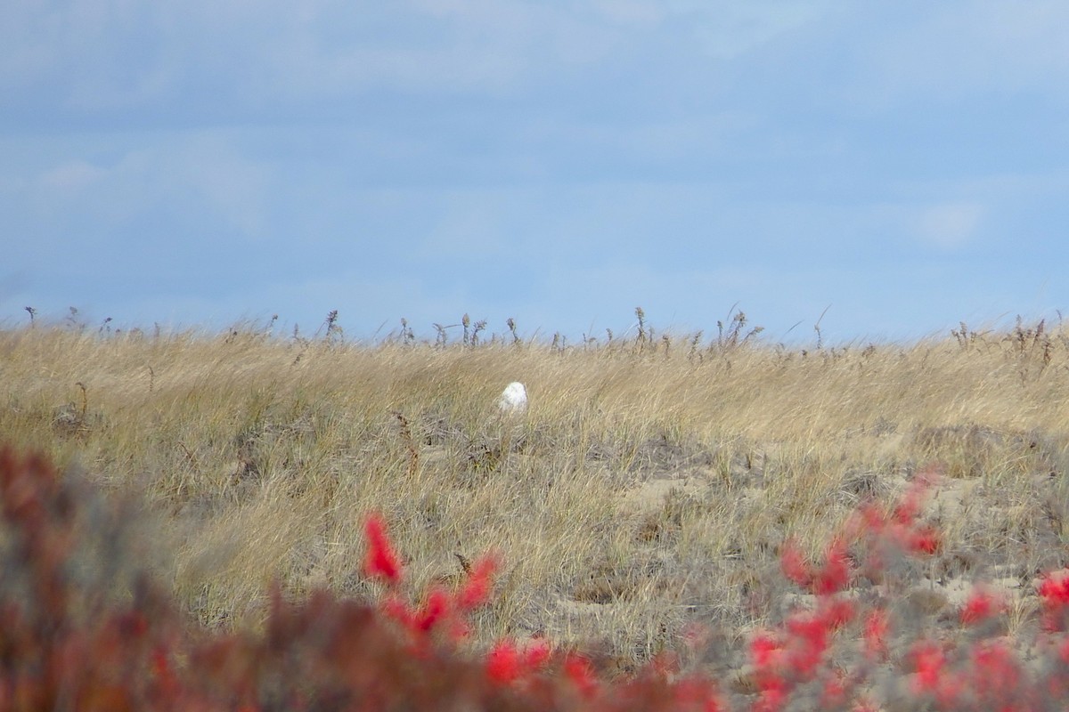 Snowy Owl - ML645798503