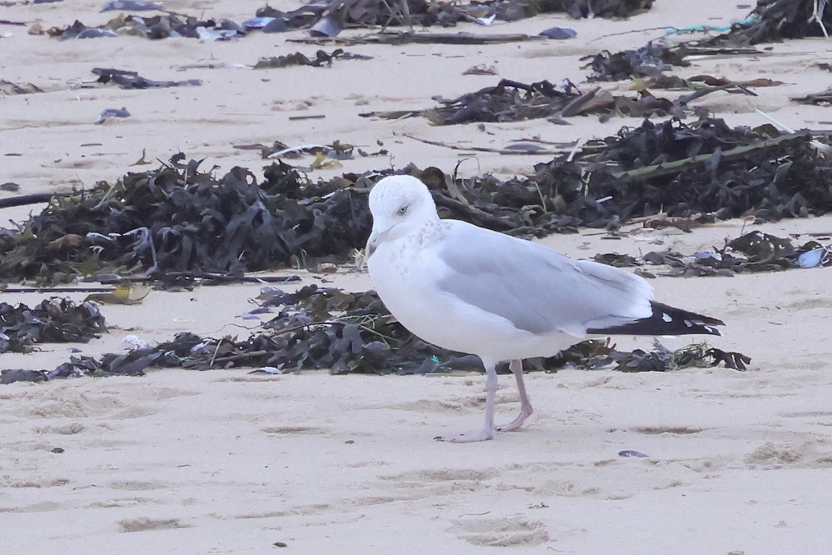 Мөнгөлөг цахлай - ML645798508