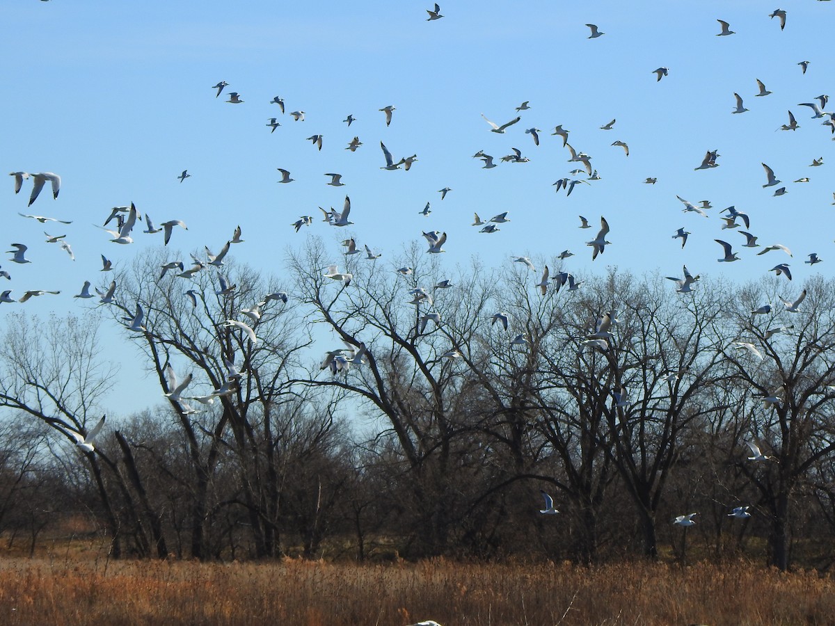 Larinae sp. - ML645798512