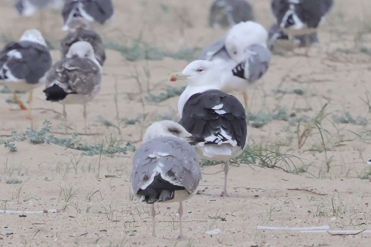 Great Black-backed Gull - ML645798513