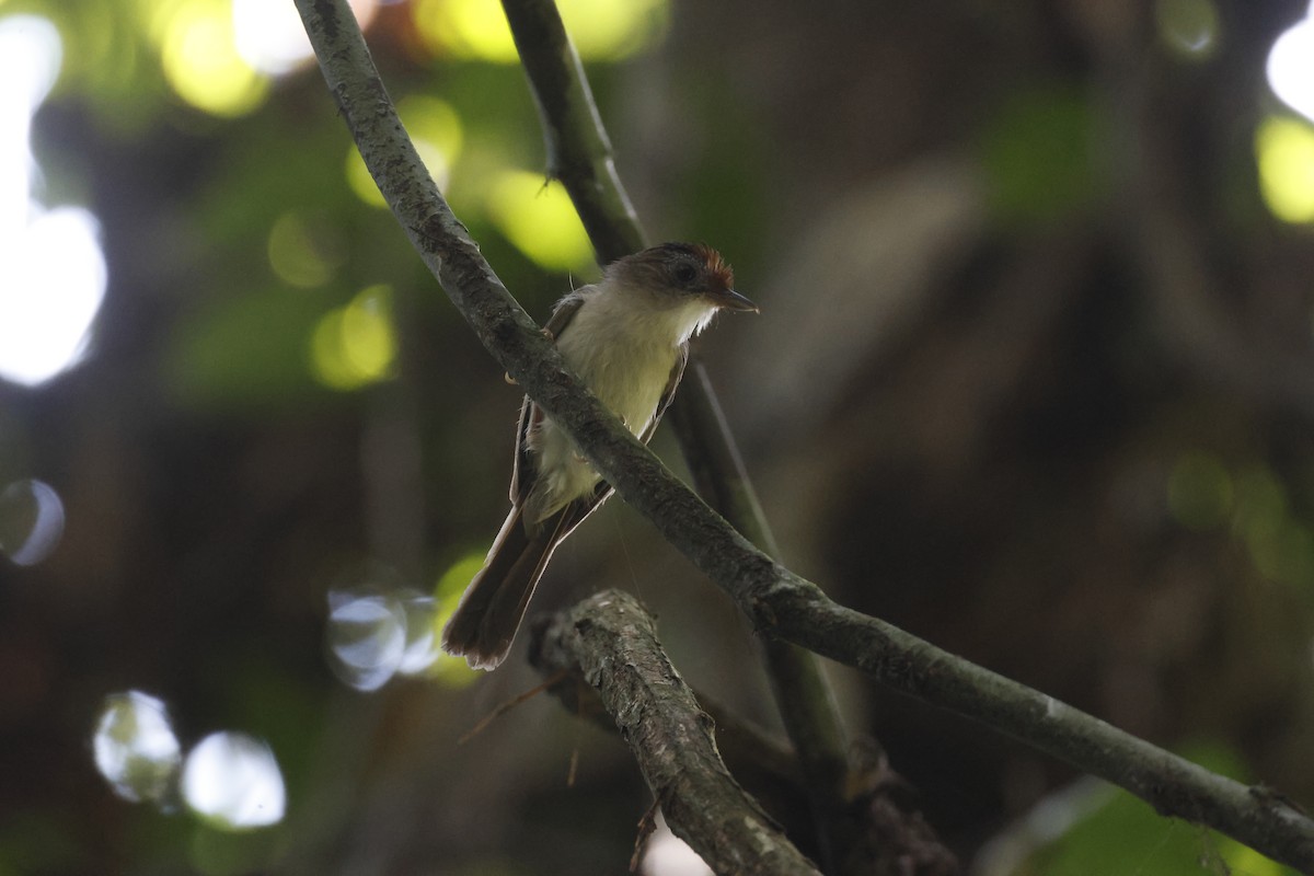 Scaly-crowned Babbler - ML645798514