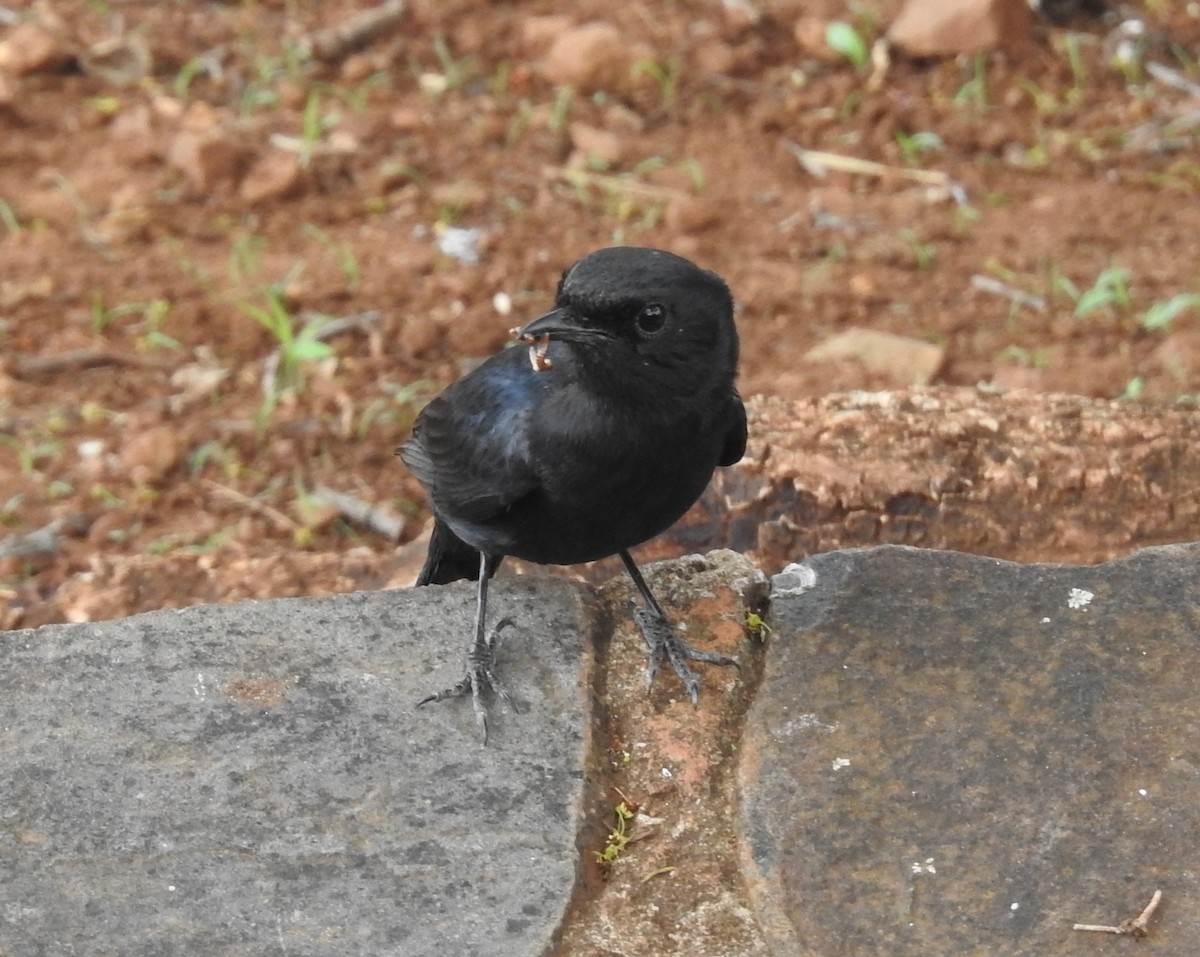 Southern Black-Flycatcher - ML645798517