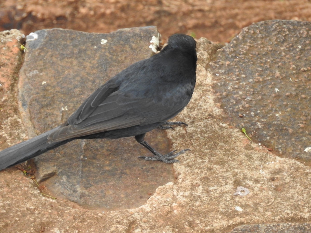 Southern Black-Flycatcher - ML645798520