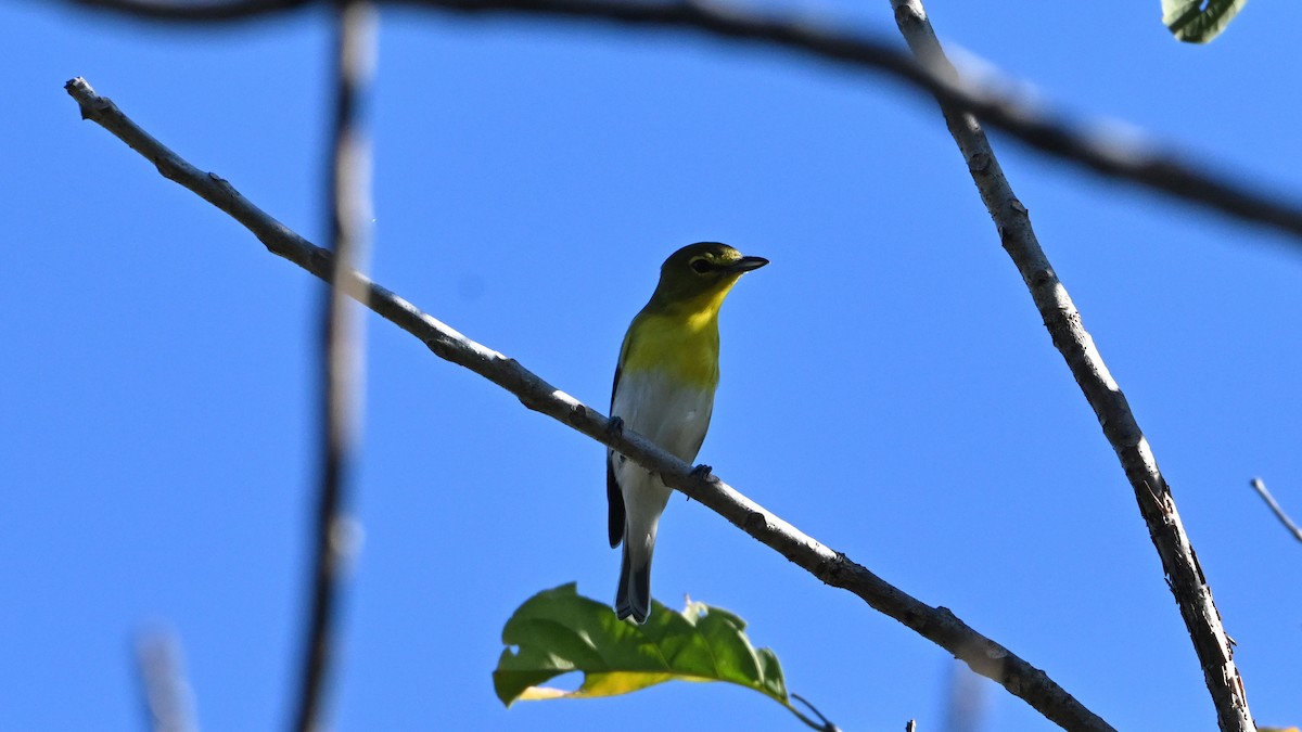 Yellow-throated Vireo - ML645798522