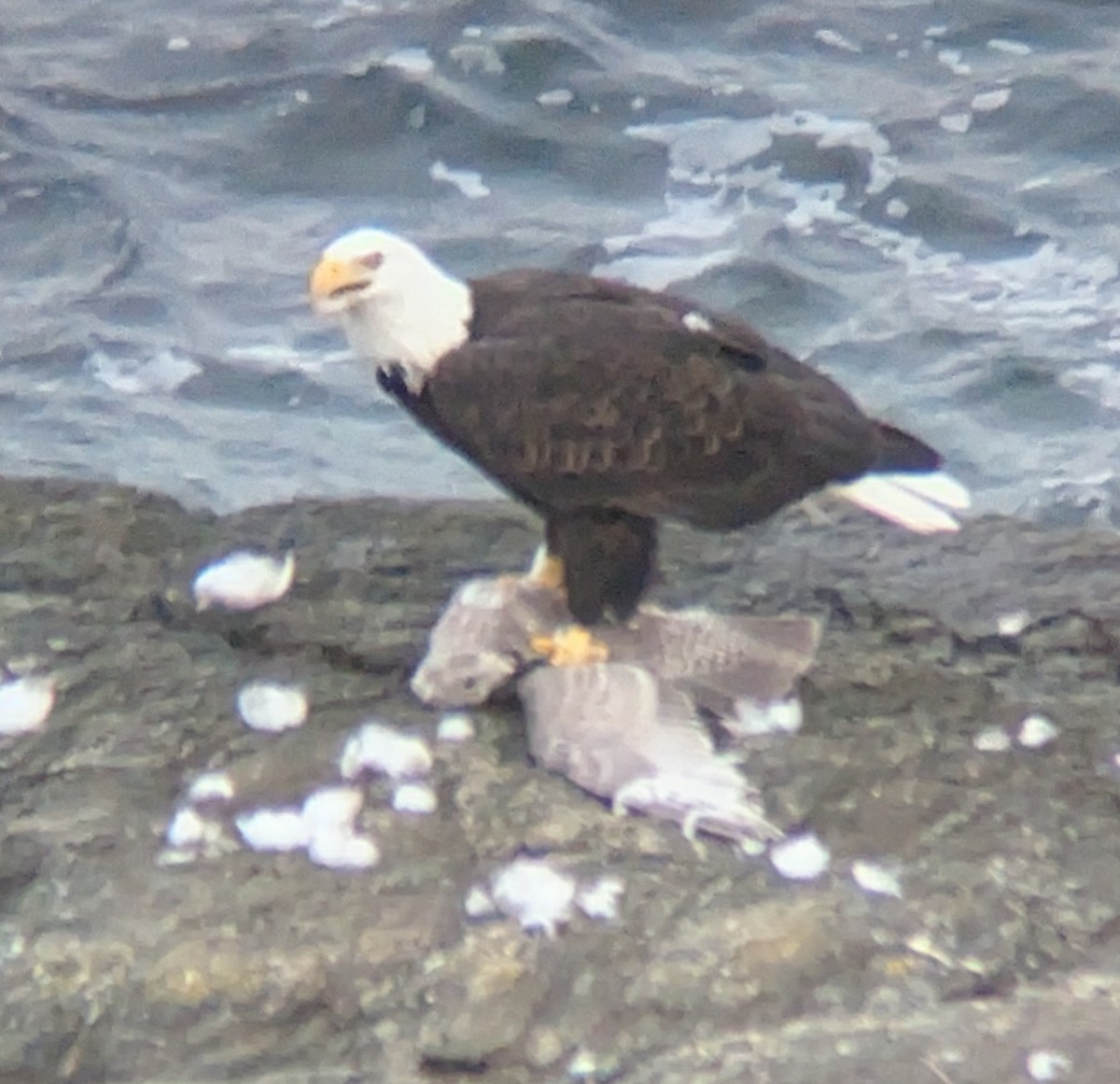 Bald Eagle - ML645798543