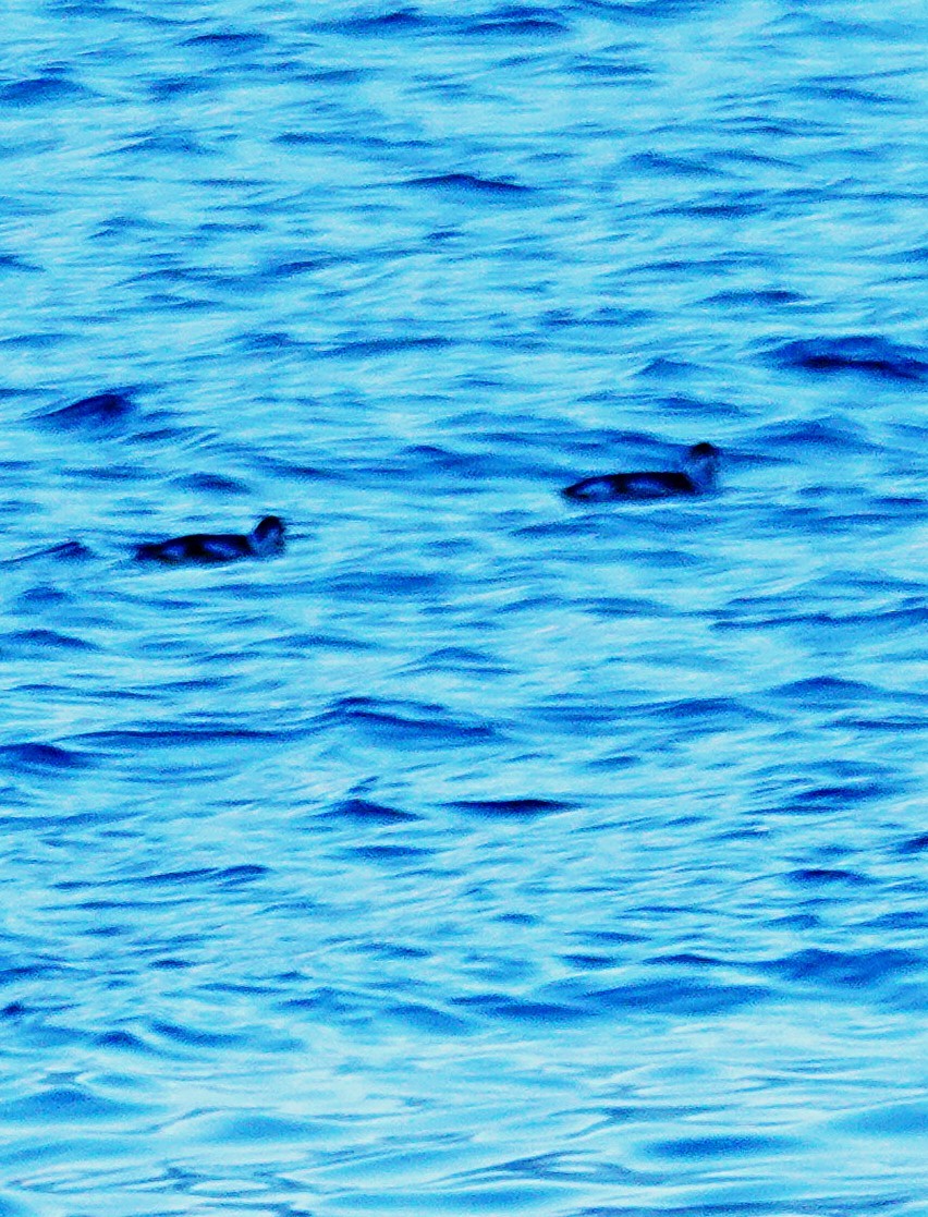 Marbled Murrelet - ML645798551