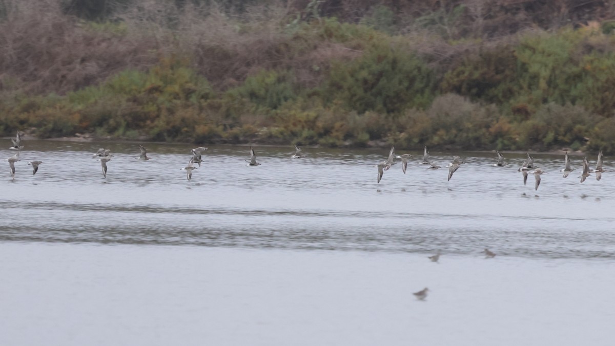 Буурал сүвээ цагаан - ML645798553