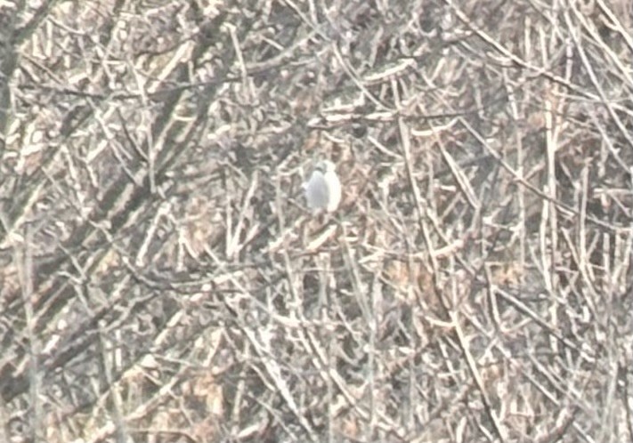 Northern Shrike - ML645798558