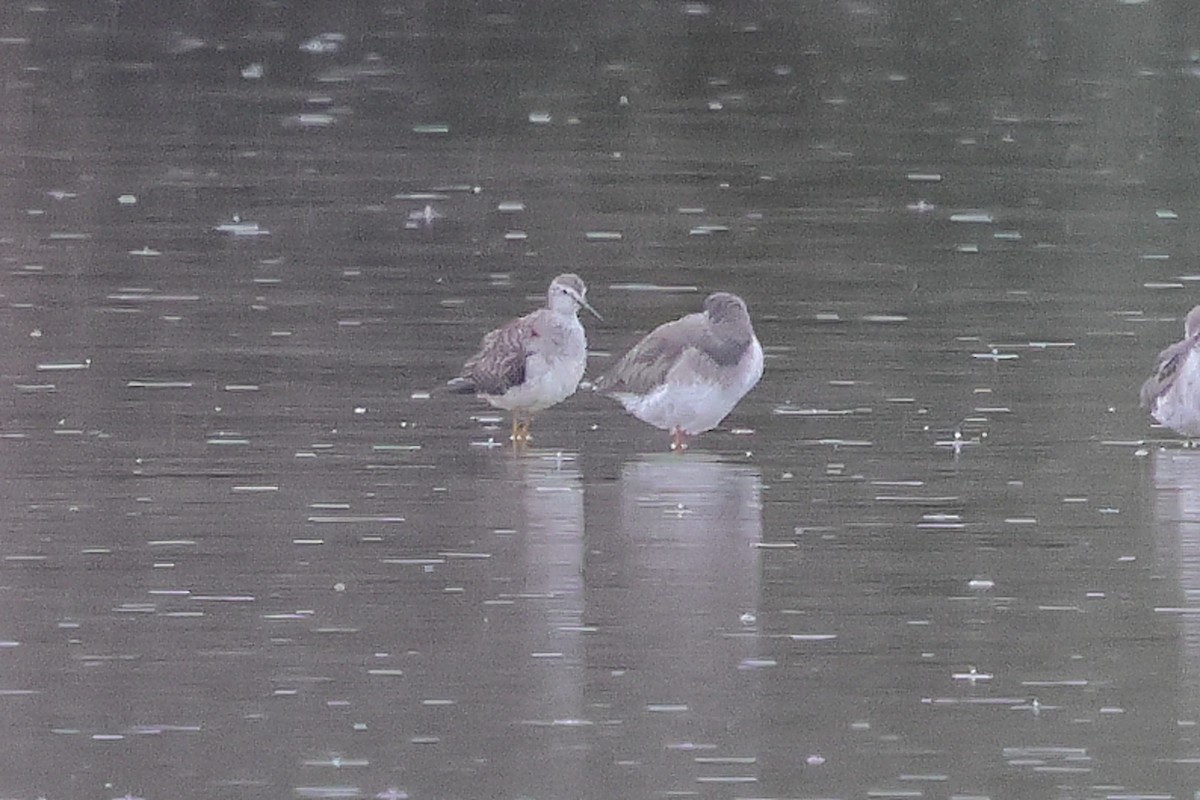 Lesser Yellowlegs - ML645798561