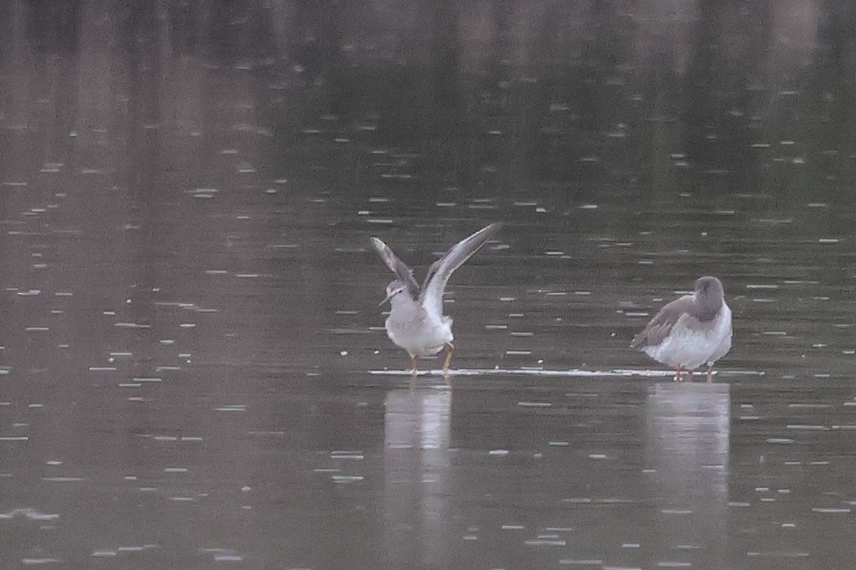 Lesser Yellowlegs - ML645798562