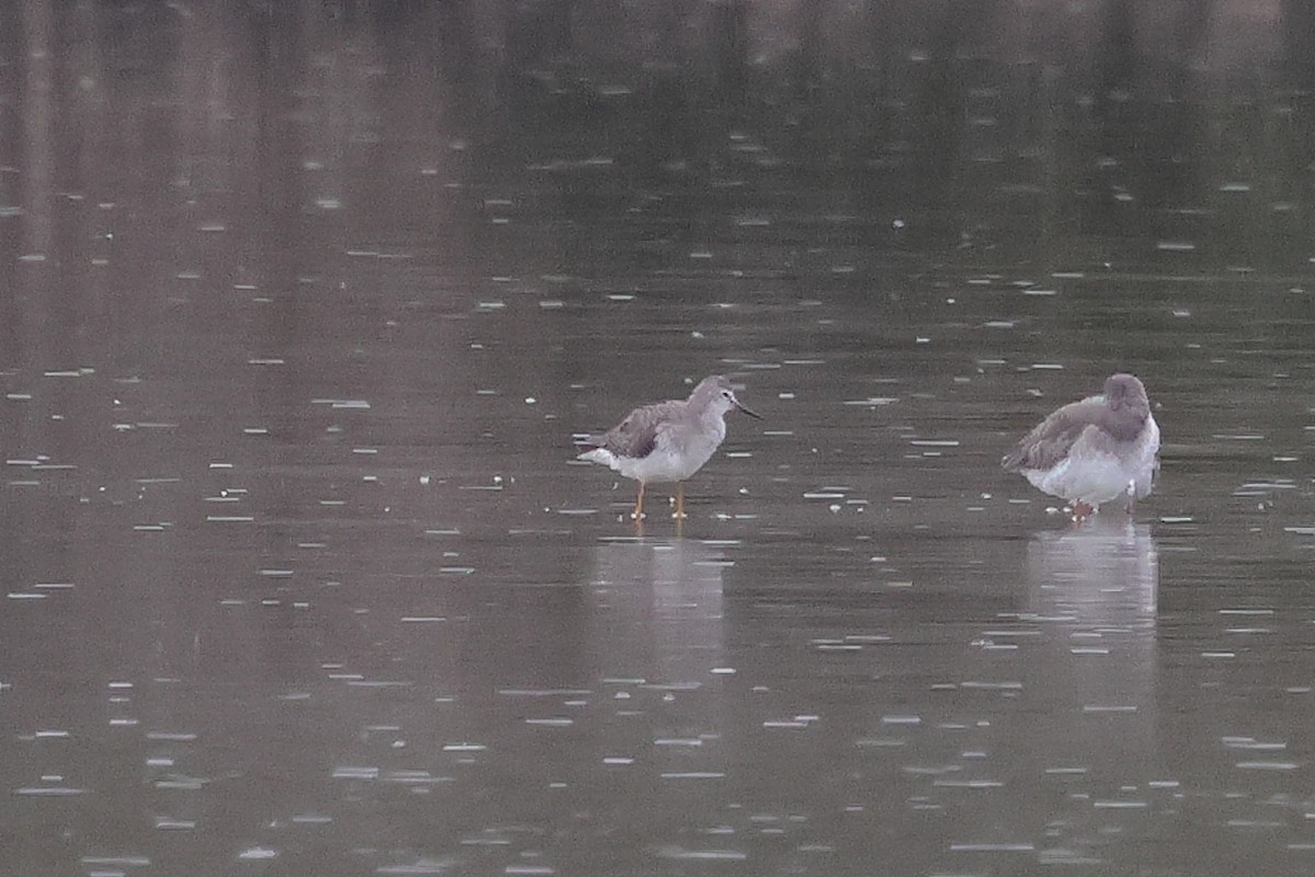 Lesser Yellowlegs - ML645798563