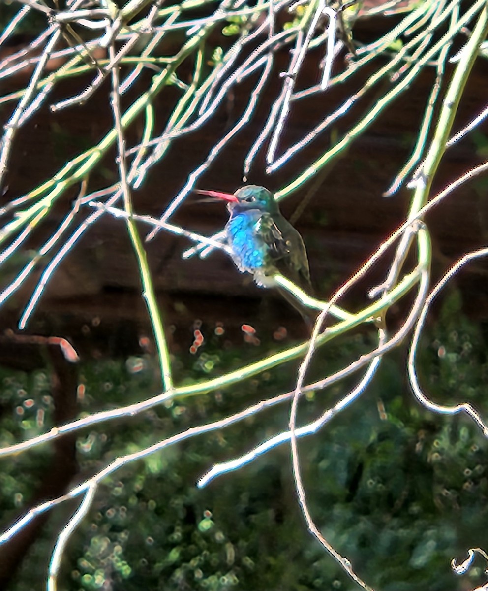 Broad-billed Hummingbird - ML645798570