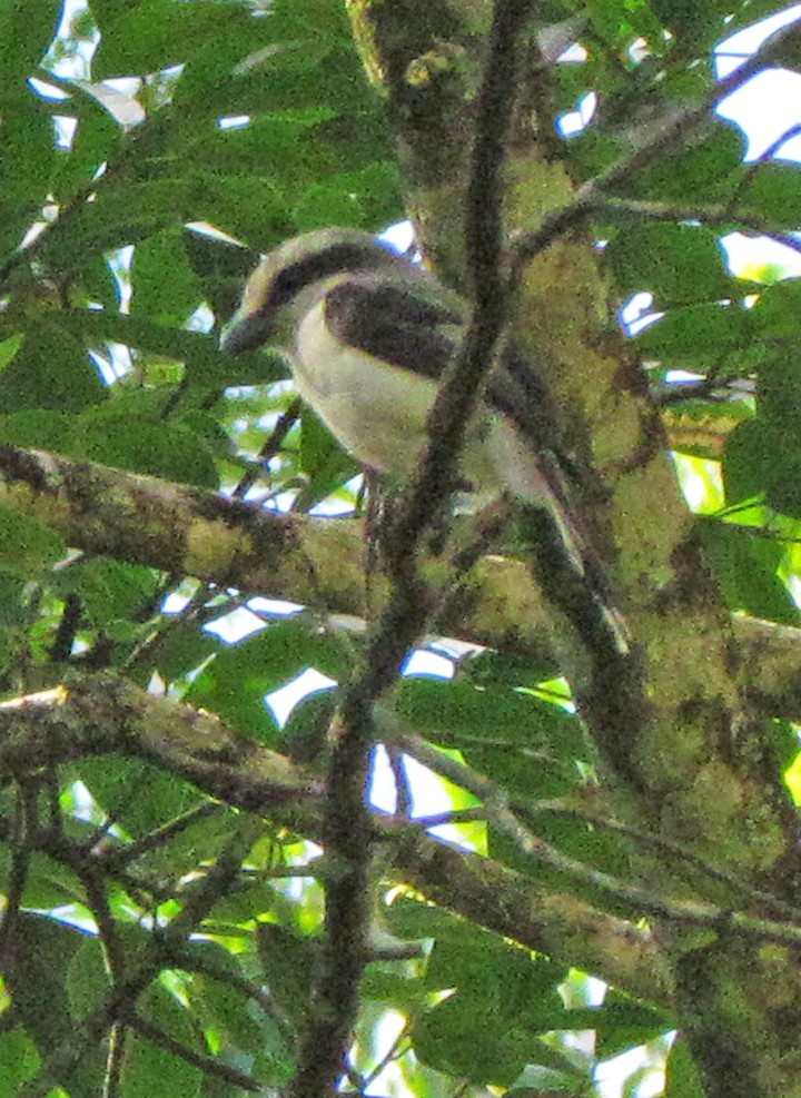 Alcaudón de Mackinnon - ML645798582