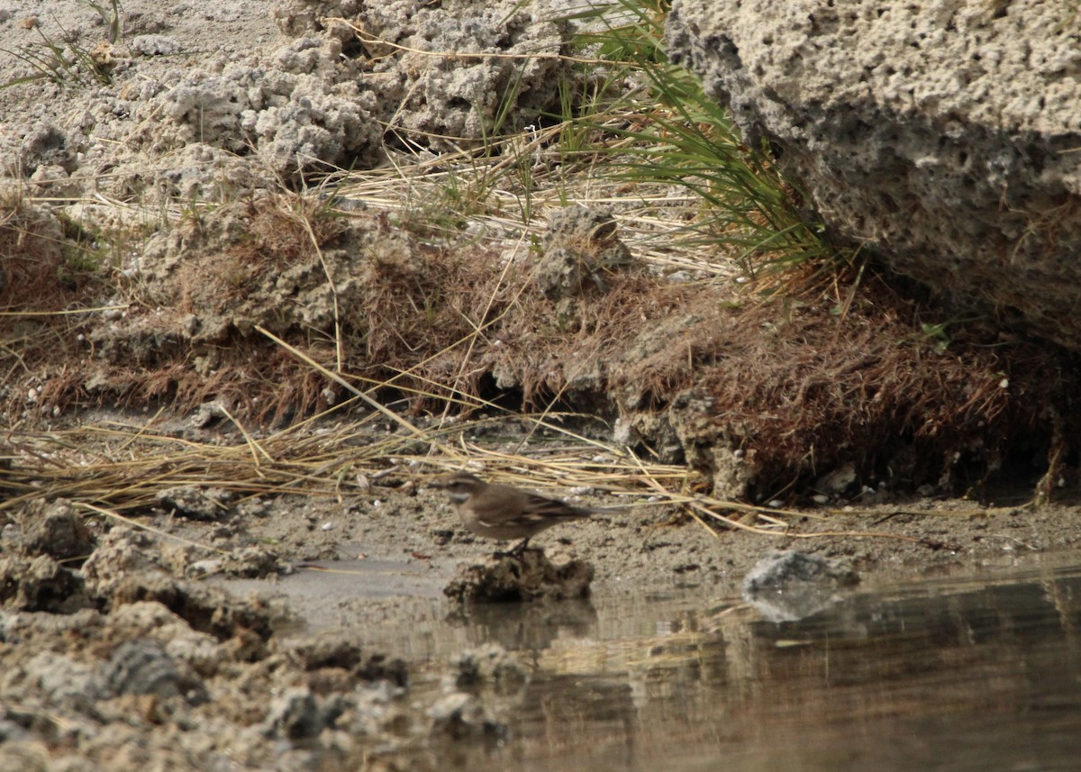 Buff-winged Cinclodes - ML645798585