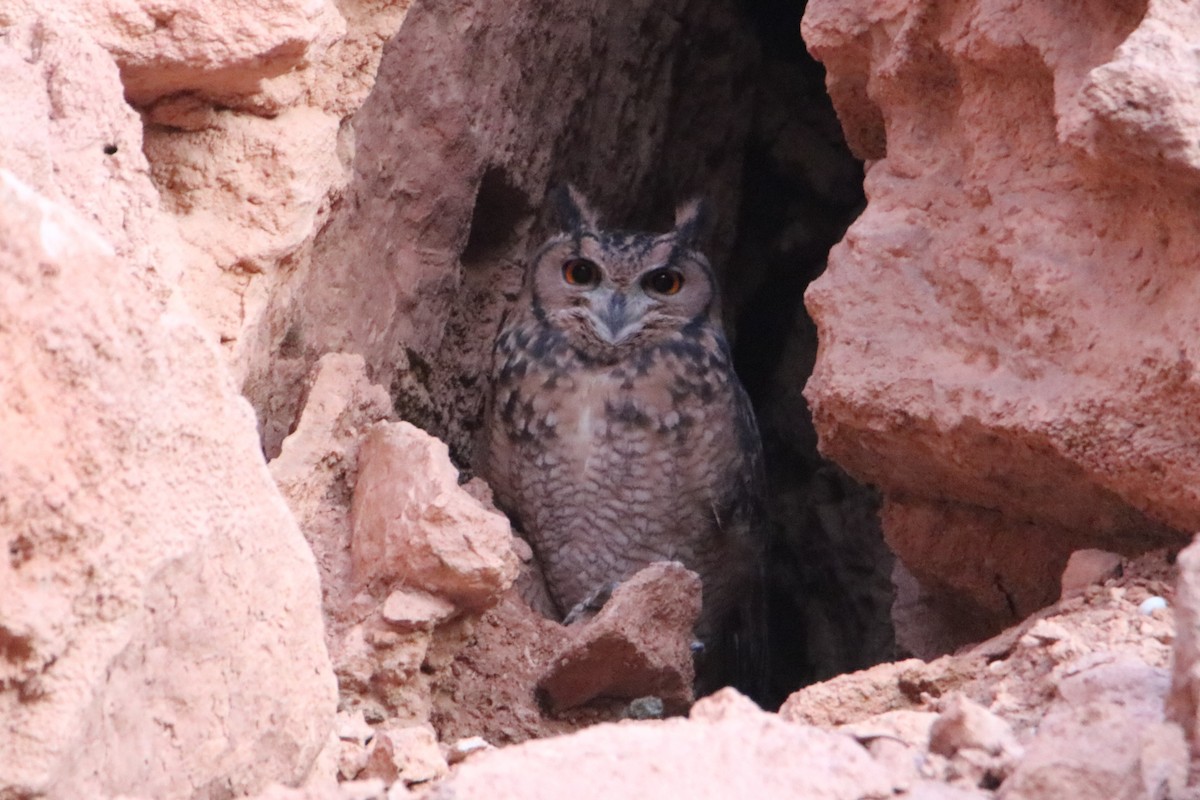 Пугач пустельний - ML645798586