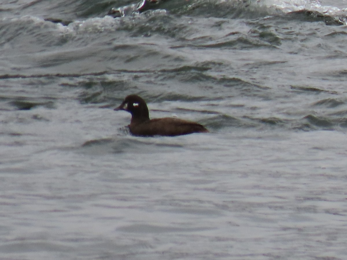 Harlequin Duck - ML645798594