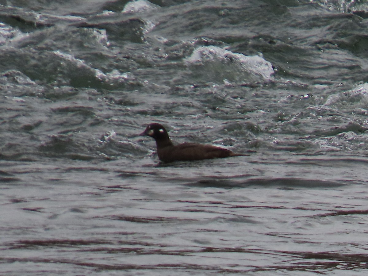 Harlequin Duck - ML645798595