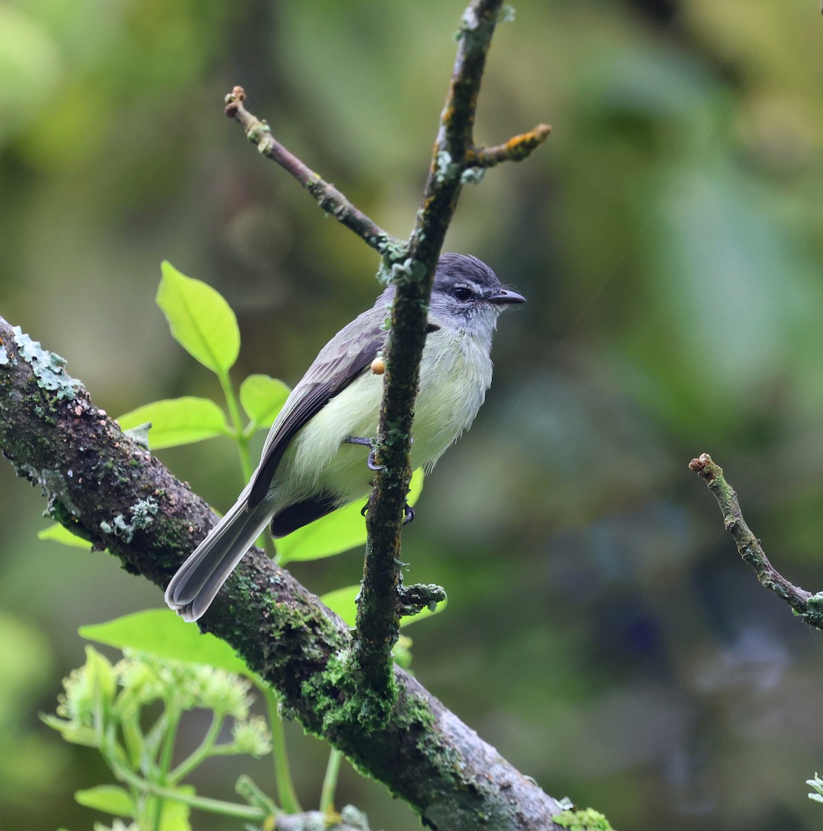 Sooty-headed Tyrannulet - ML645798599