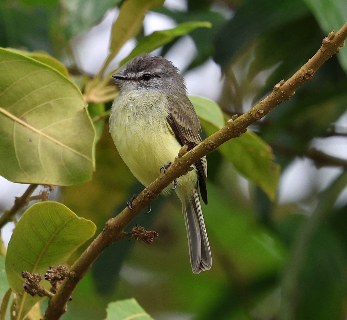 Sooty-headed Tyrannulet - ML645798600
