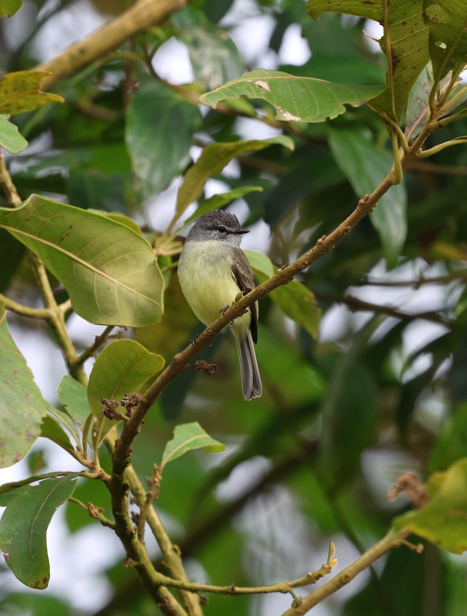 Sooty-headed Tyrannulet - ML645798601