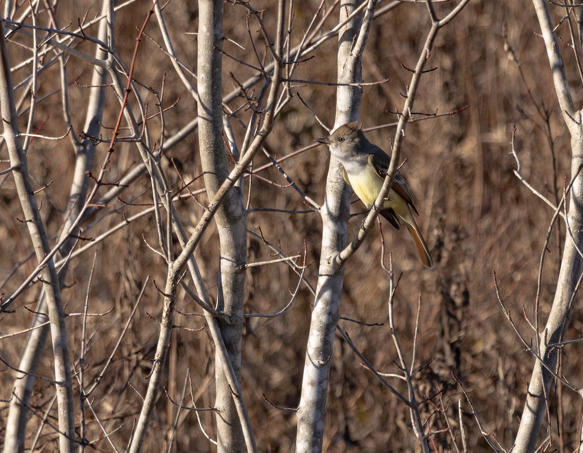 Ash-throated Flycatcher - ML645798614