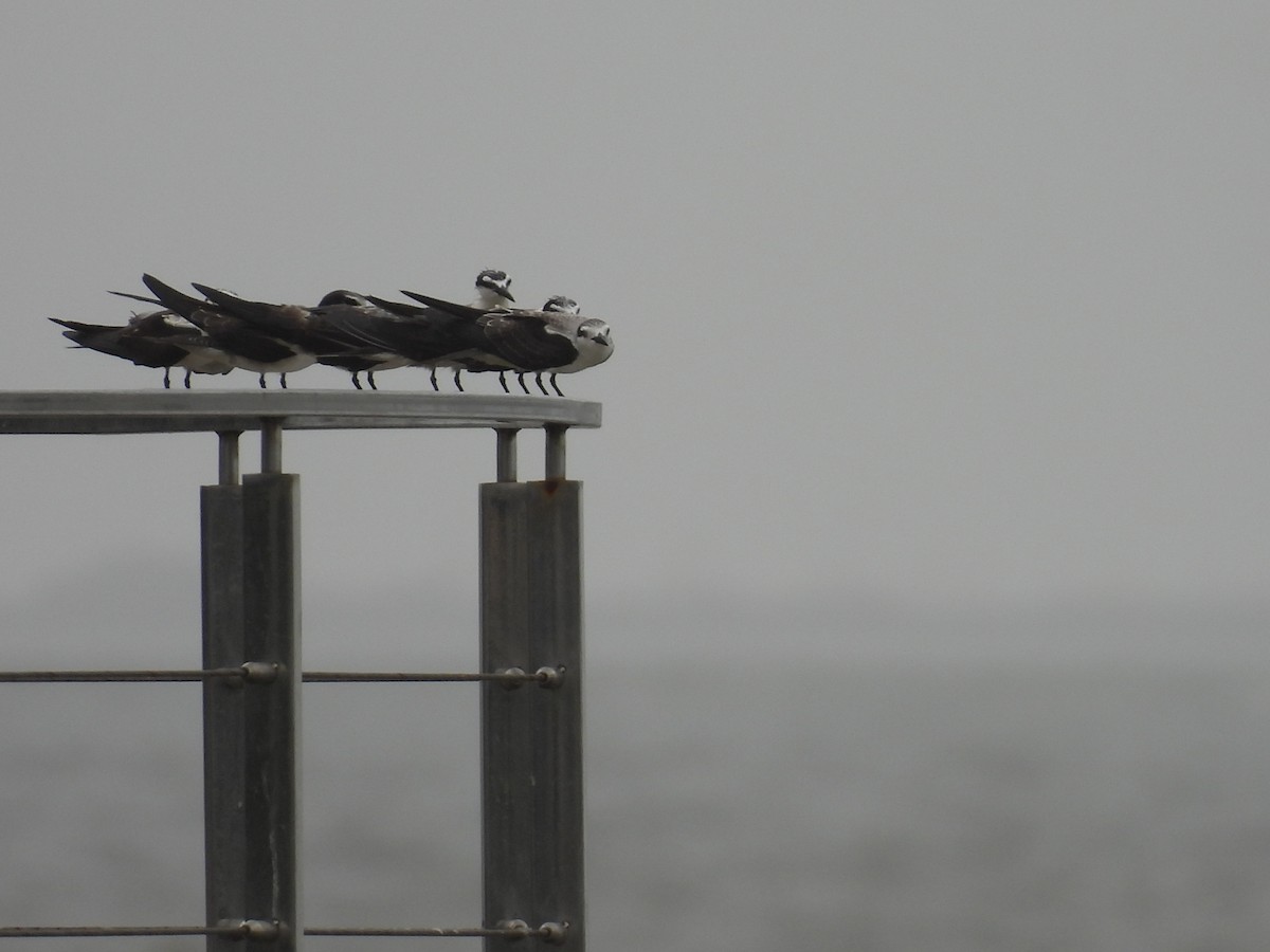 Bridled Tern - ML645798615