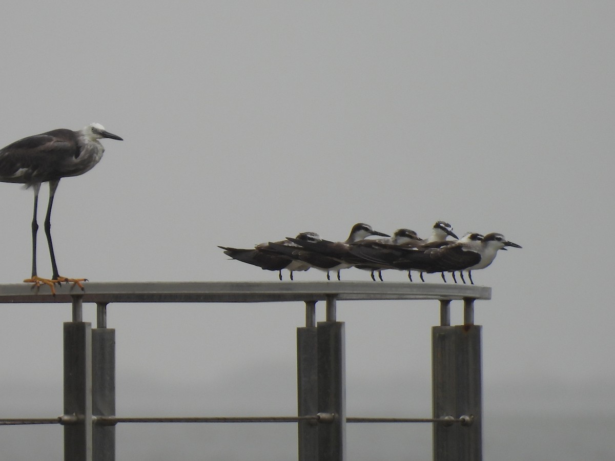 Bridled Tern - ML645798616