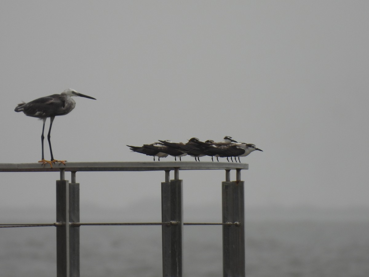 Bridled Tern - ML645798617