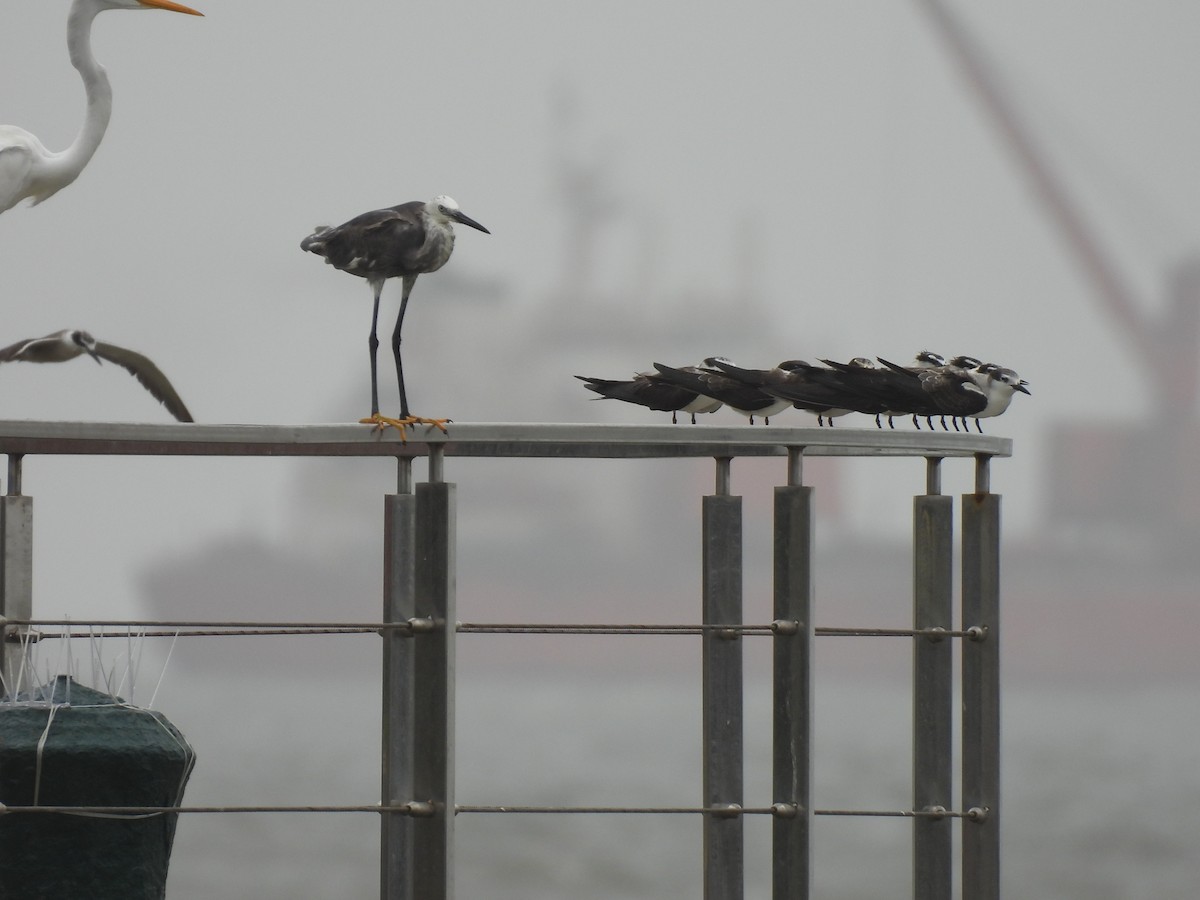 Bridled Tern - ML645798618