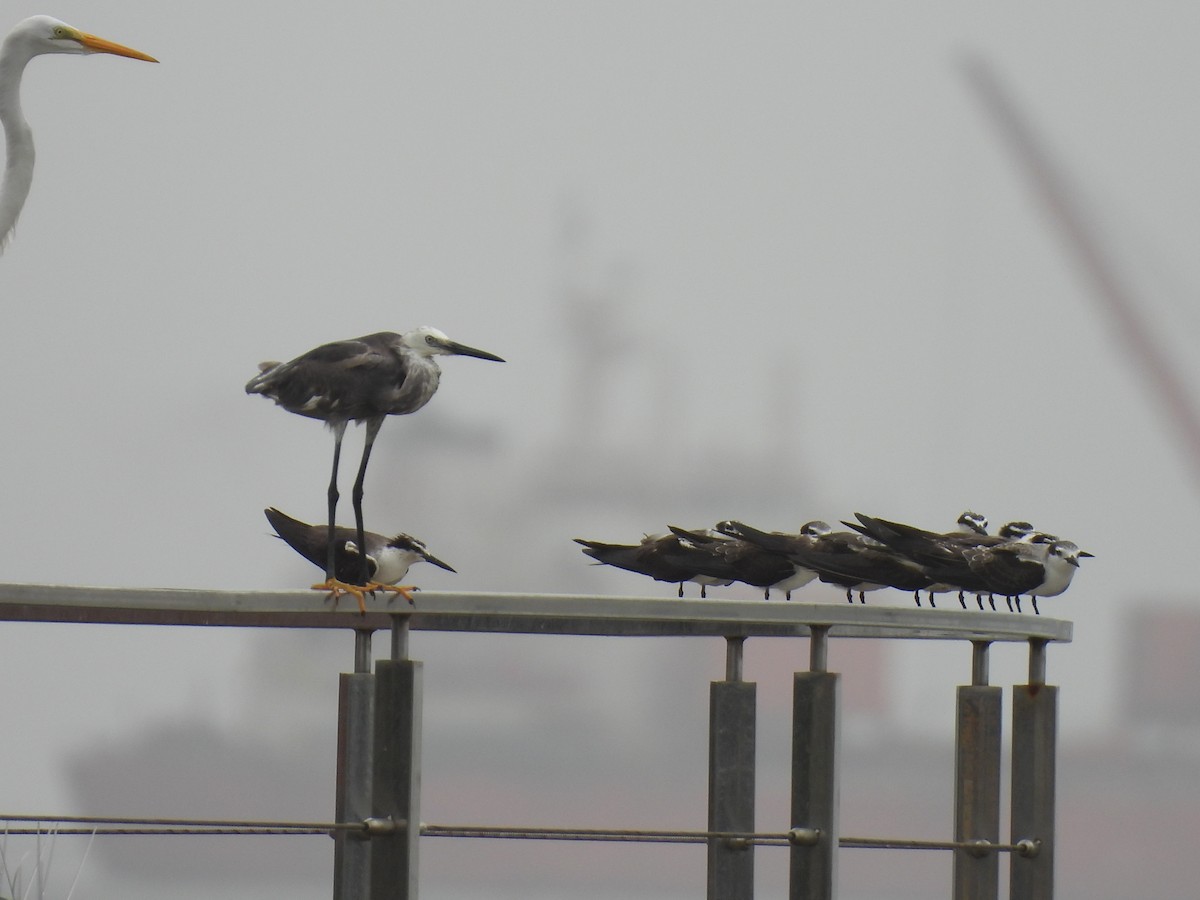 Bridled Tern - ML645798619