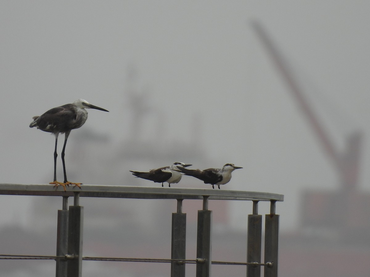 Bridled Tern - ML645798621