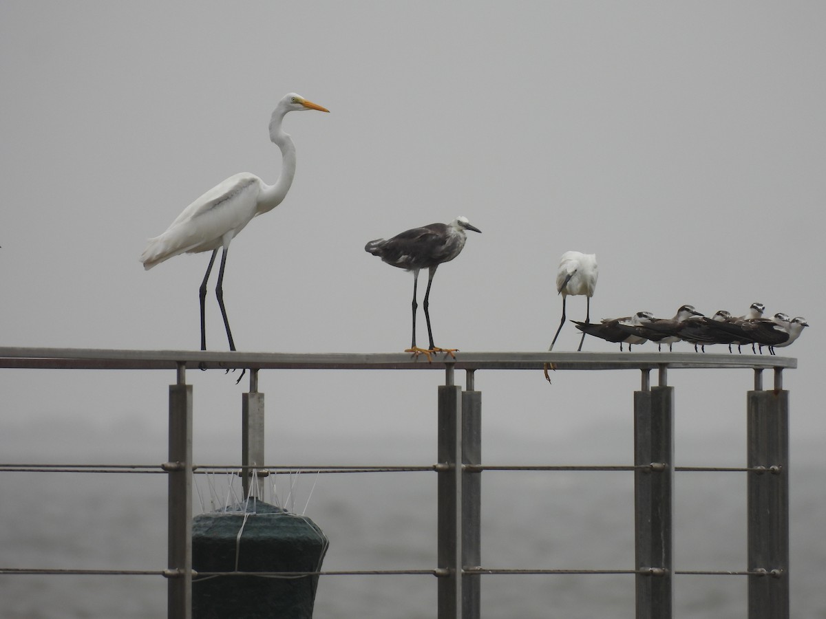 Bridled Tern - ML645798622