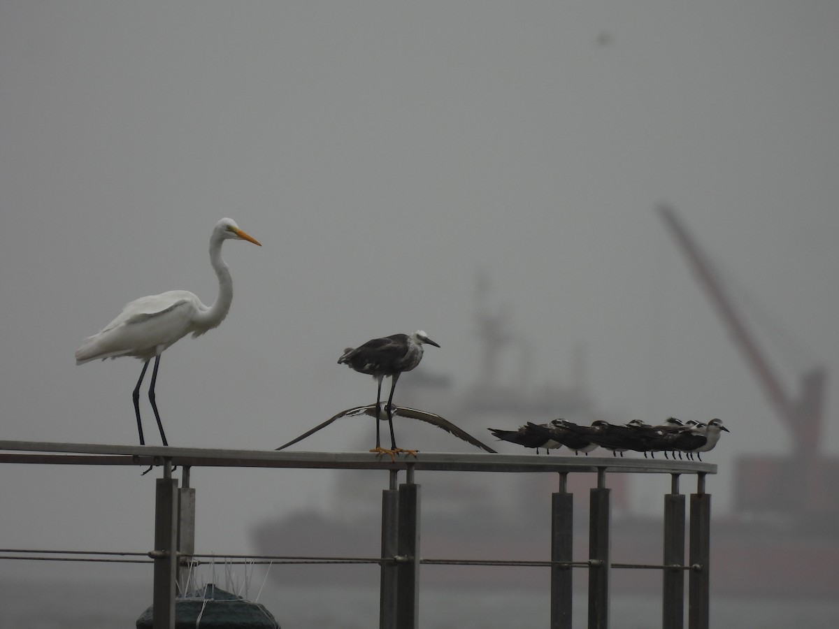 Bridled Tern - ML645798624