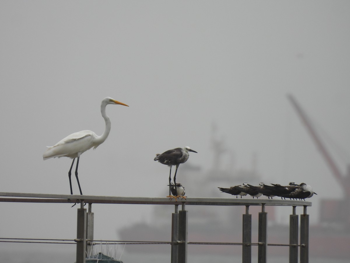 Bridled Tern - ML645798625